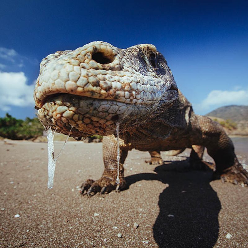 Komodo dragon encounter during Sumbawa–Komodo Diving & Exploration tour