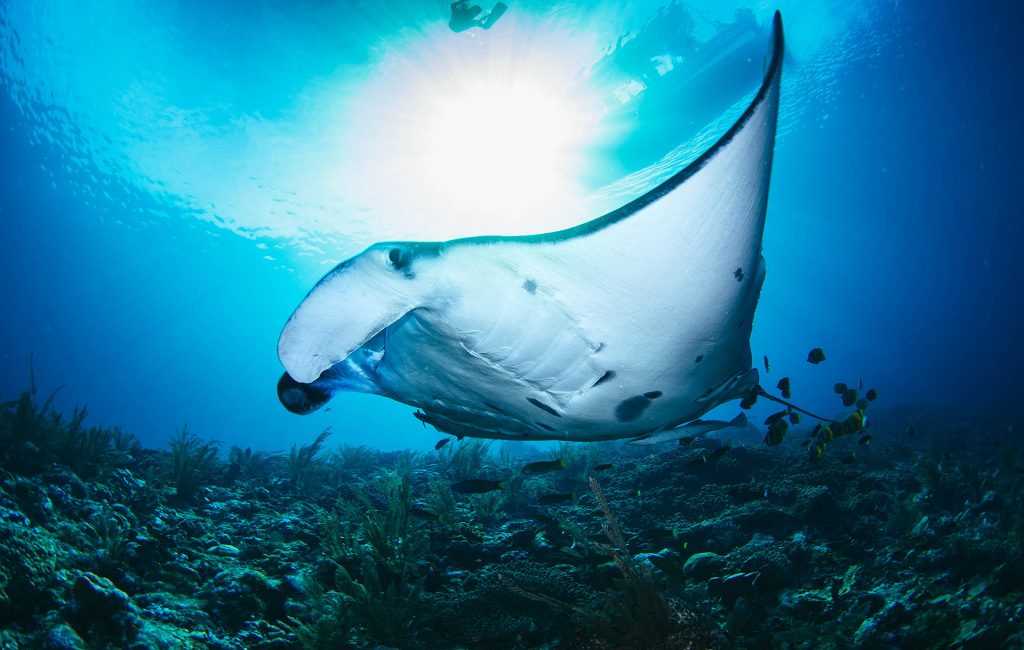 tommy-schultz_com-10