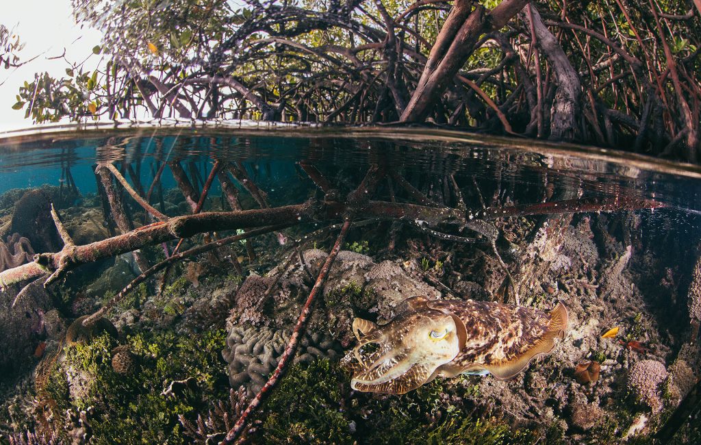 tommy-schultz_com-13