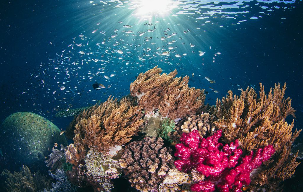 tommy-schultz_com-16