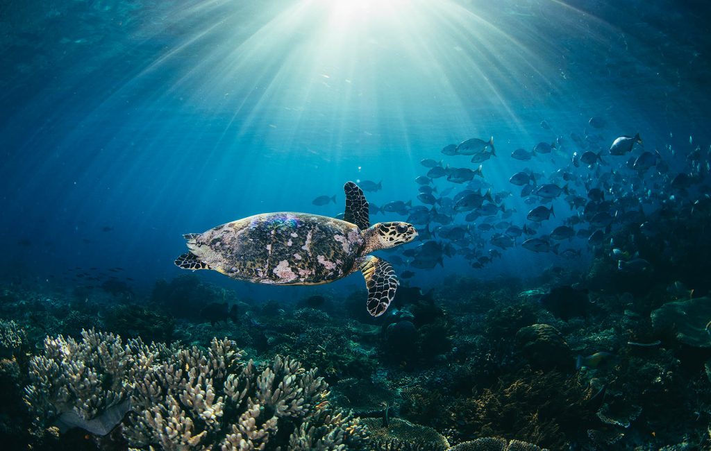 tommy-schultz_com-18-2