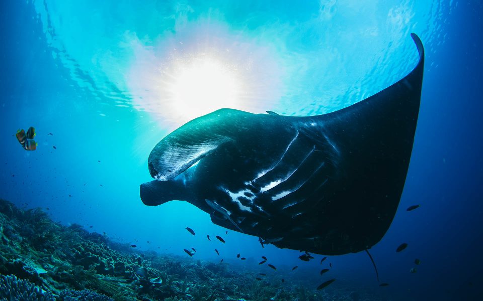 tommy-schultz_com-26