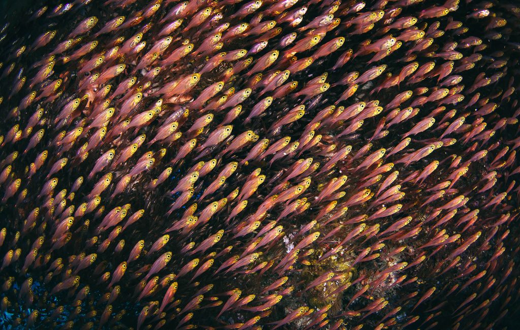 tommy-schultz_com-29