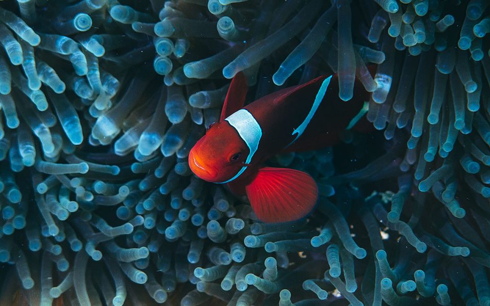 tommy-schultz_com-372