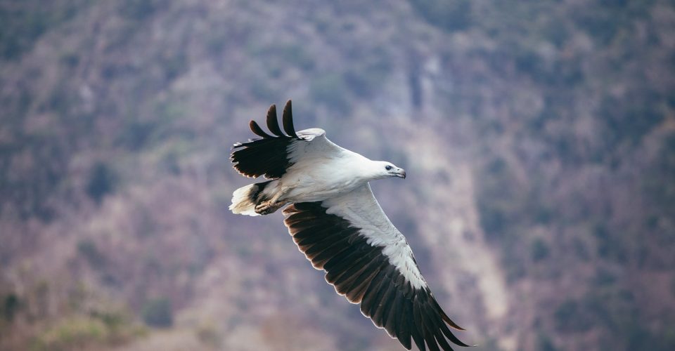 tommy-schultz_com-40