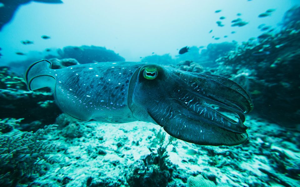 tommy-schultz_com-483