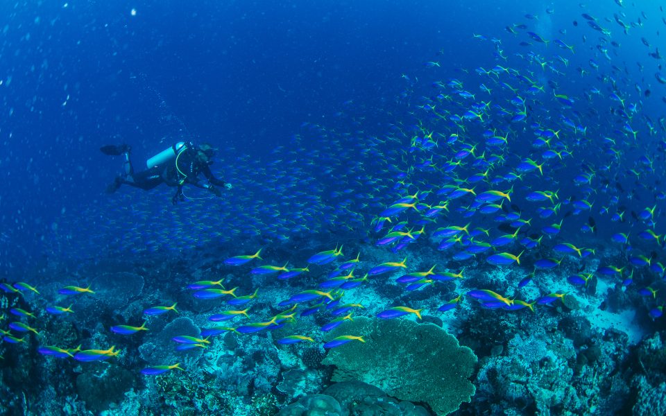 tommy-schultz_com-77