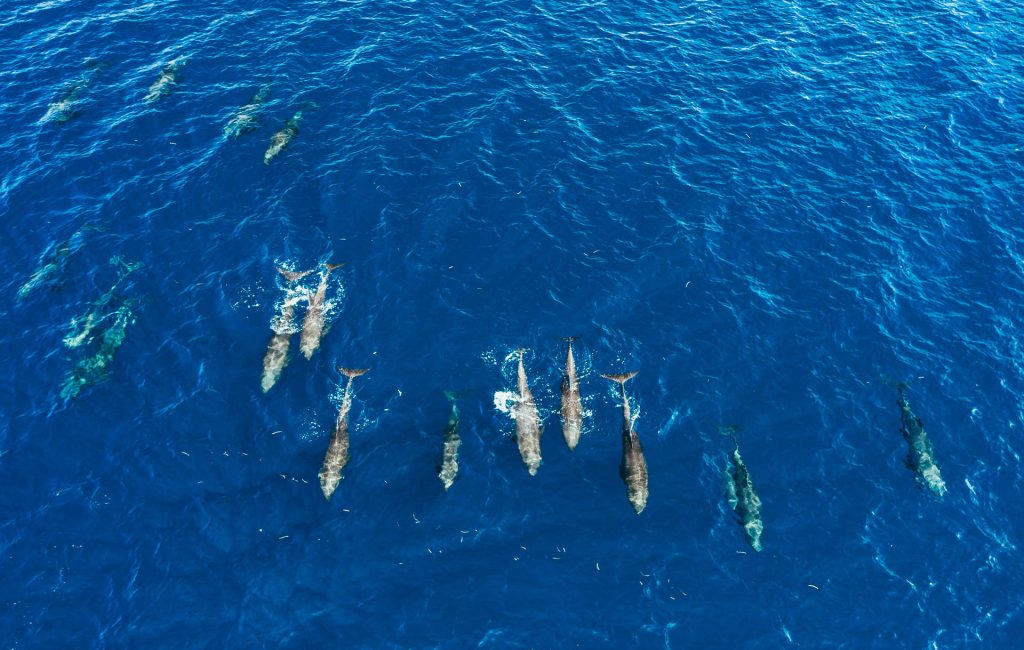 tommy-schultz_com-827