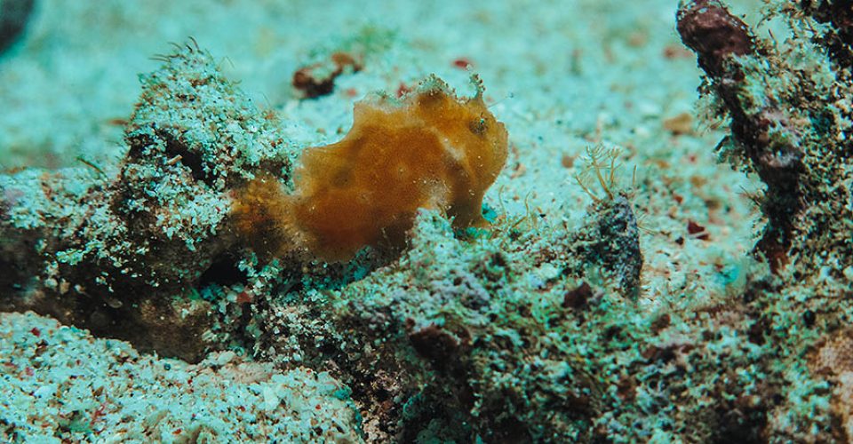 tommy-schultz_com-842