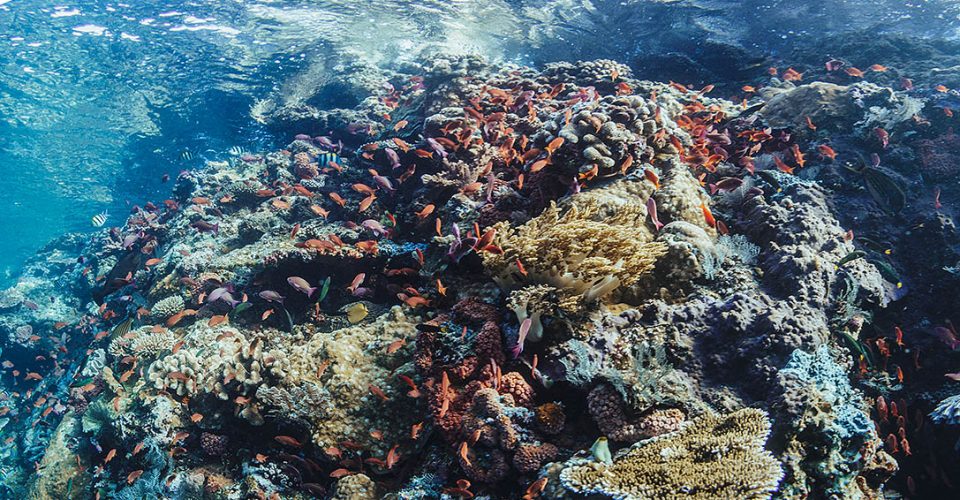 tommy-schultz_com-942