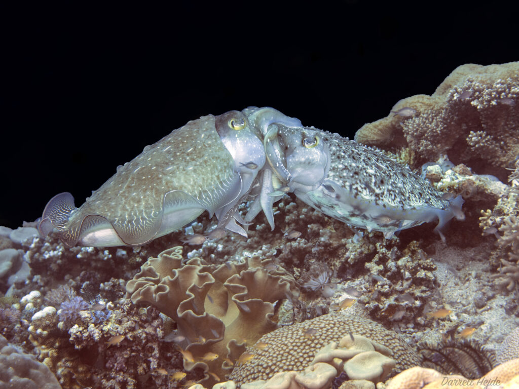 12cuttlefish mating