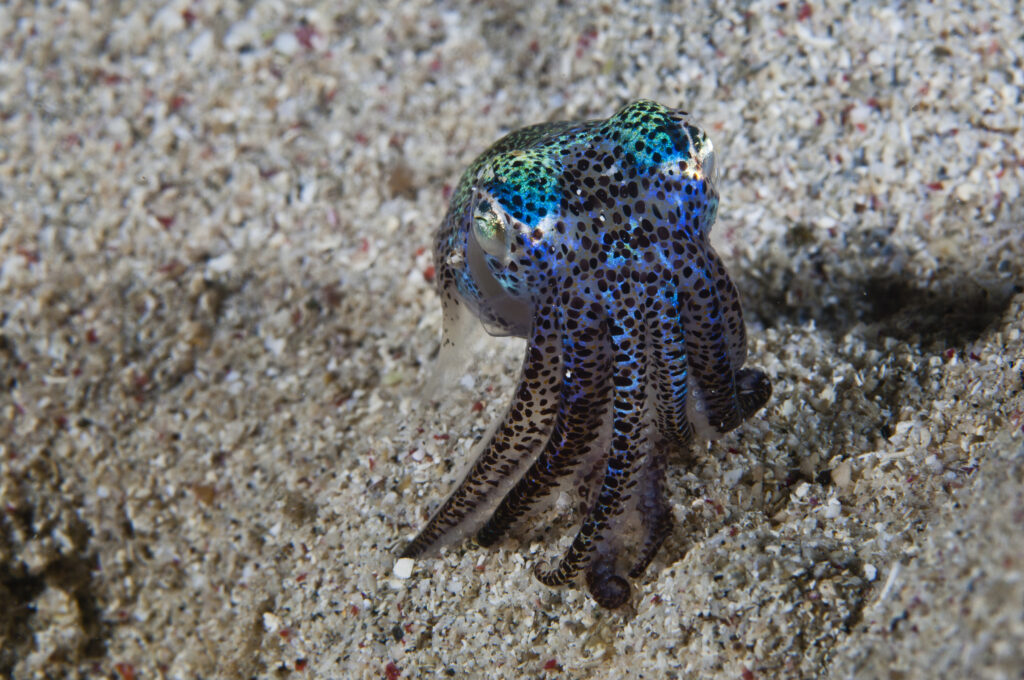 Like all squid, bobtail squid have small sacs of pigment beneath the surface of the skin called chromatophores.  The squid is able to control the size of each of these sacs and so is able to change the colors and markings on its body.  The chromatophores of a bobtail squid and comparatively large and very obvious.  These small squid are active at night, prefering to spend the day buried beneath the sand. The Komodo National Park is home to the unique Komodo Dragon, but also has some remarkable marine life.  Cold upwellings from the Indian Ocean to the south bring plenty of nutrients, providing food for a spectacular array of different species.