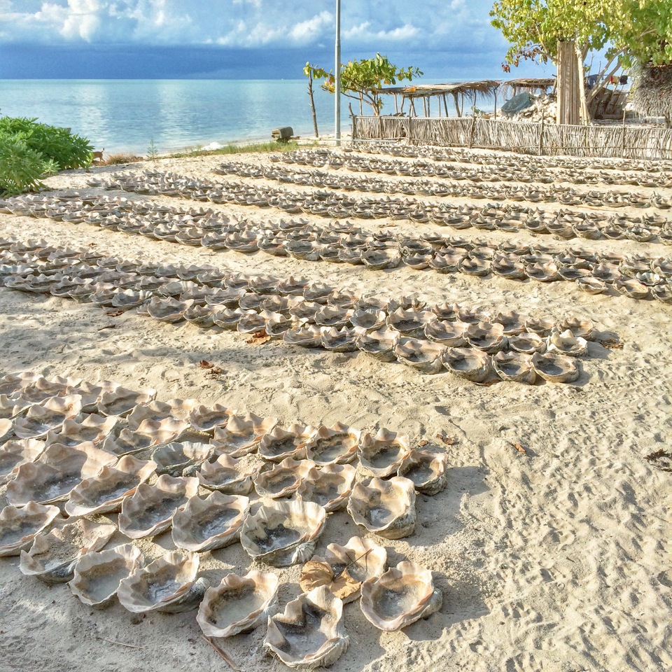 drying salt in clam shells