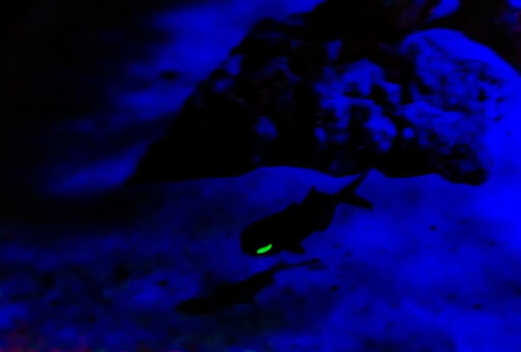 flashlight fish